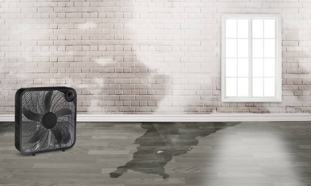 Best Basement water damage restoration  in Seneca Knolls, NY